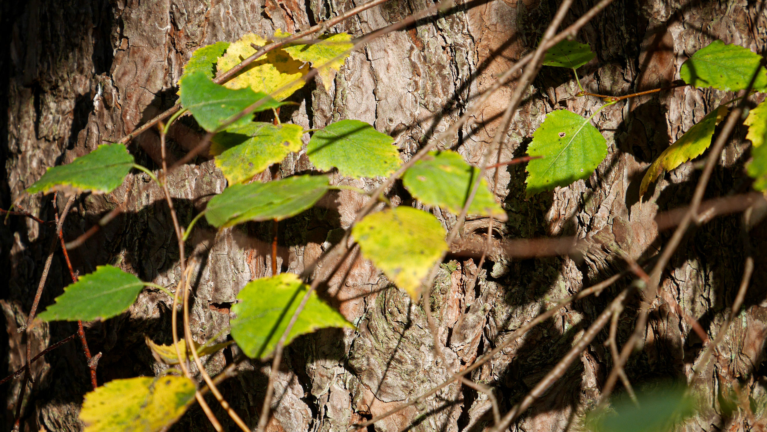 Image Alt